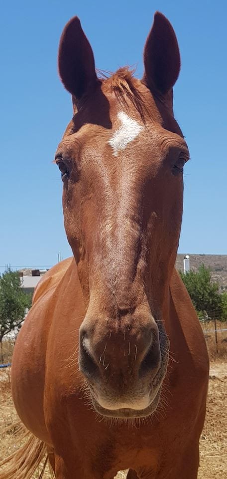 kardamena-horse-riding-apollon-image