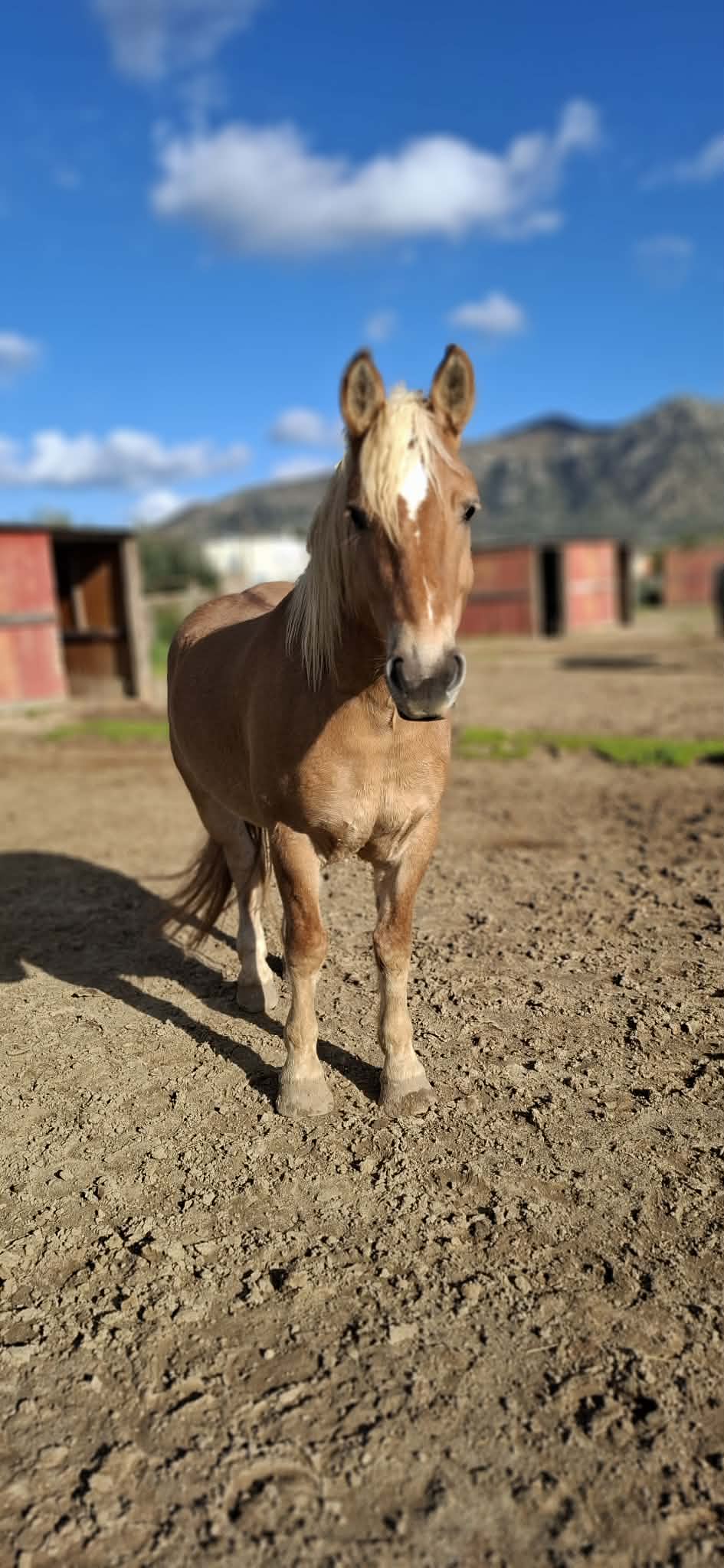 kardamenahorseriding our horses amigo image