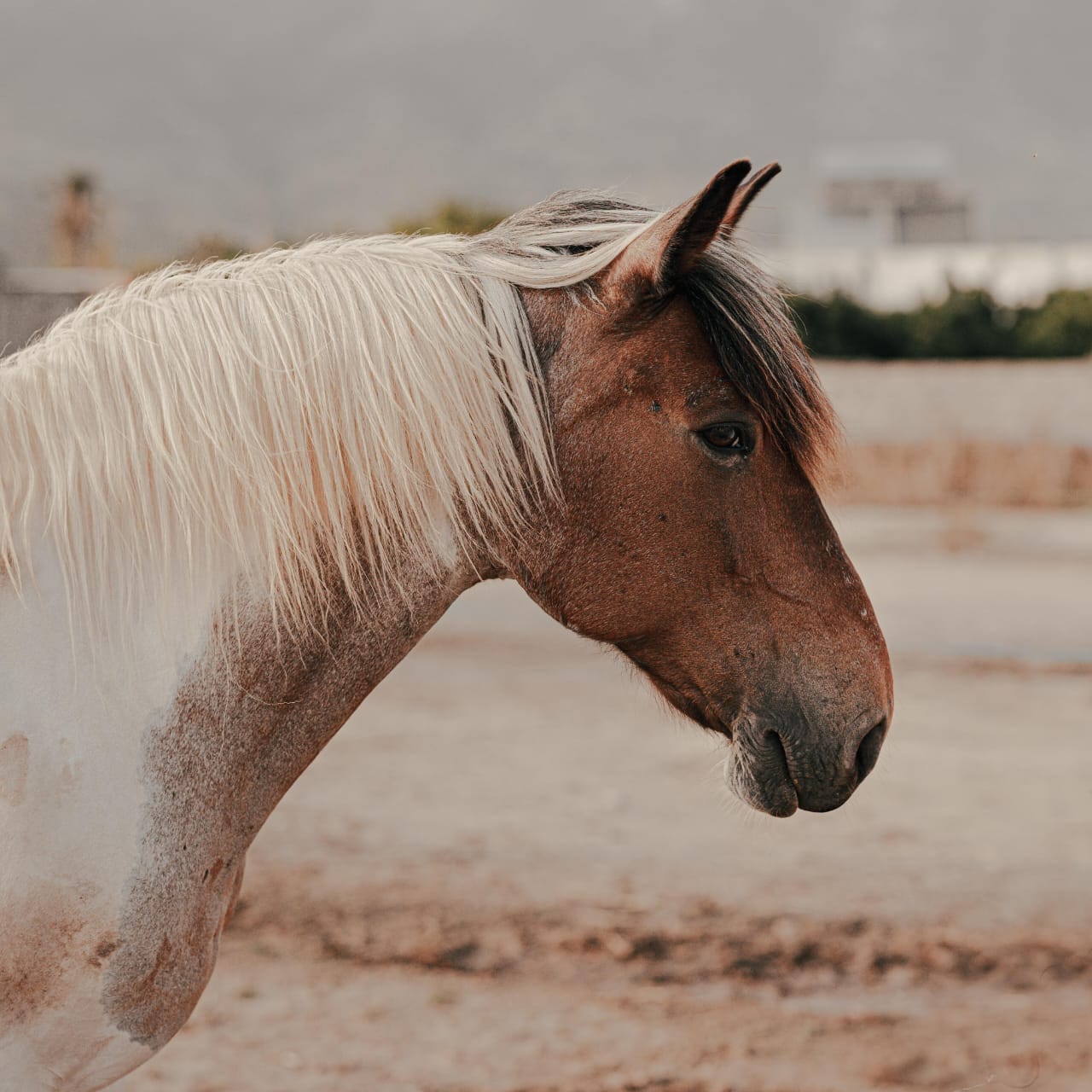 kardamenahorseriding our horses - anna image