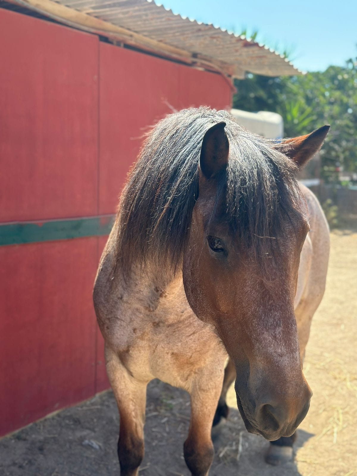kardamenahorseriding -our-horses-baloo-image