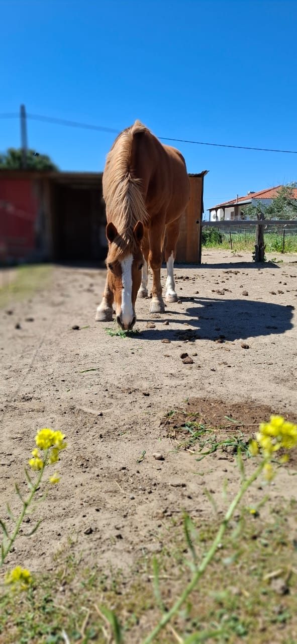 kardamenahorseriding our horses diego image