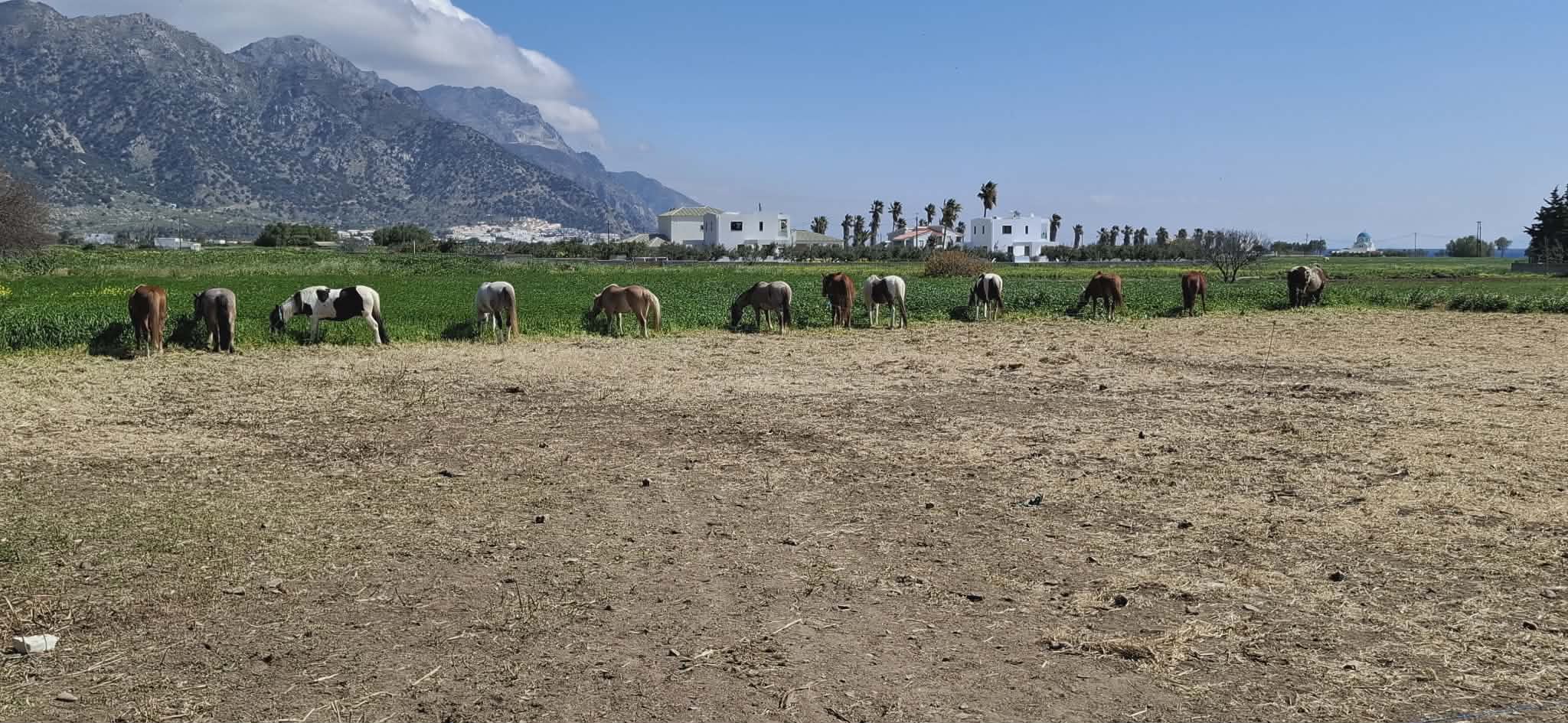 kardamenahorseriding our horses grazing together image