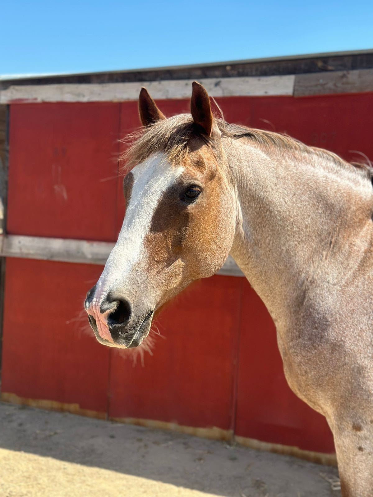 kardamenahorseriding our horses hermis image