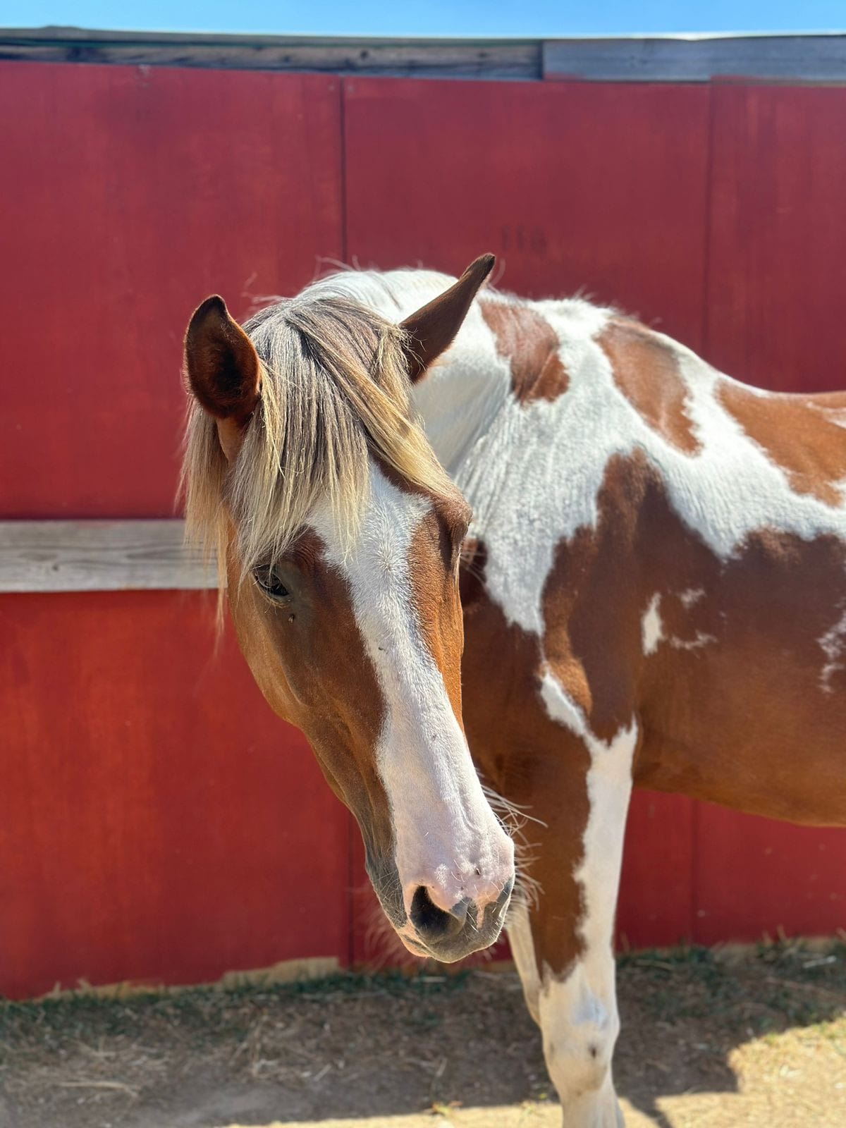 kardamenahorseriding our horses indy image