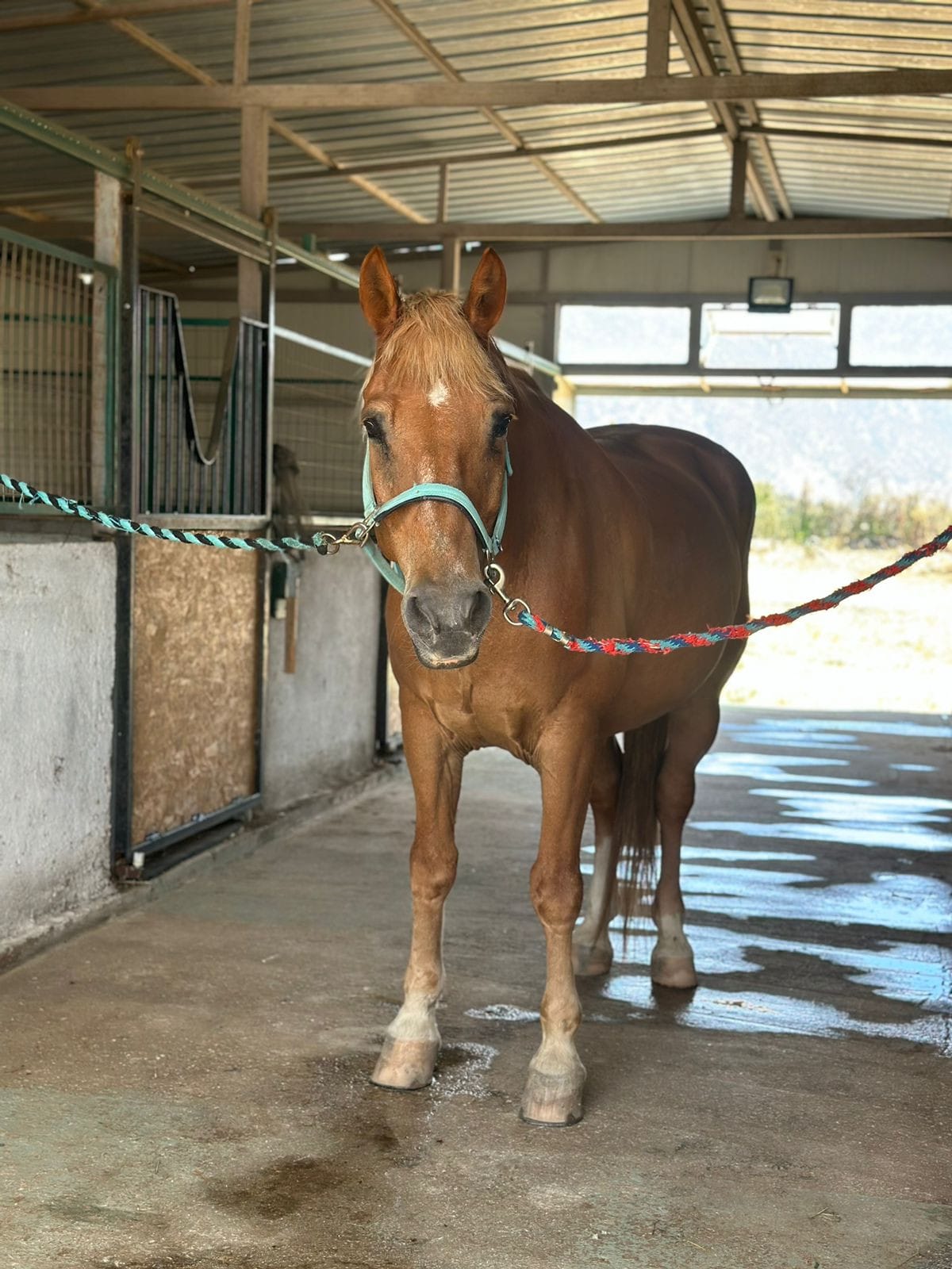 kardamenahorseriding our horses loui image