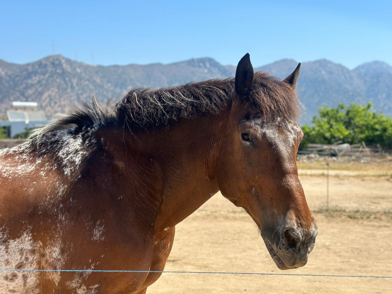 kardamenahorseriding our horses maui image