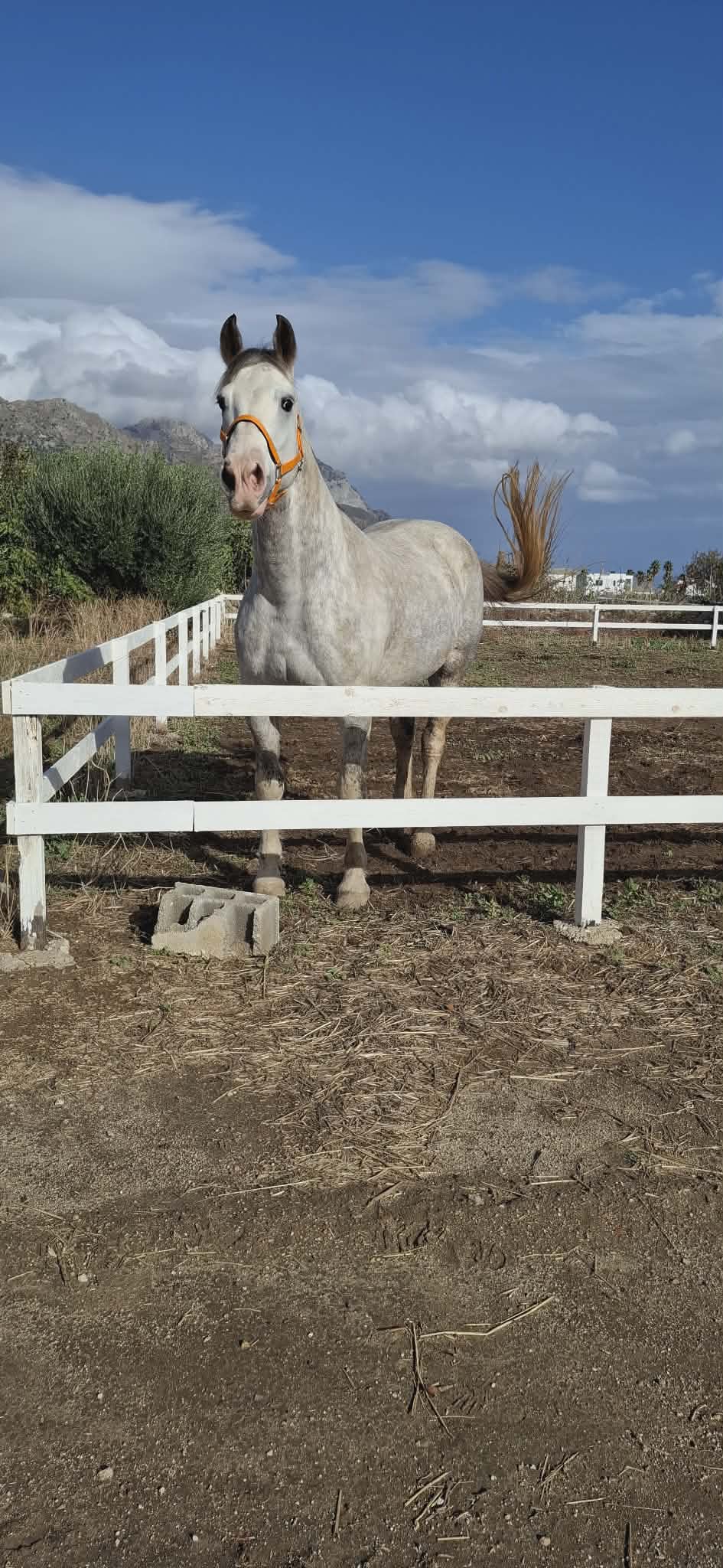 kardamenahorseriding our horses silver image