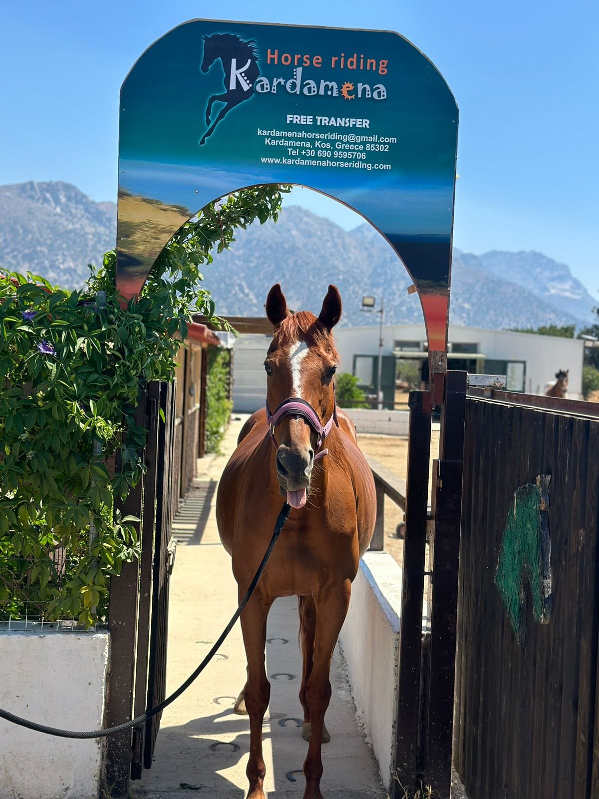 kardamenahorseriding our horses valinda image