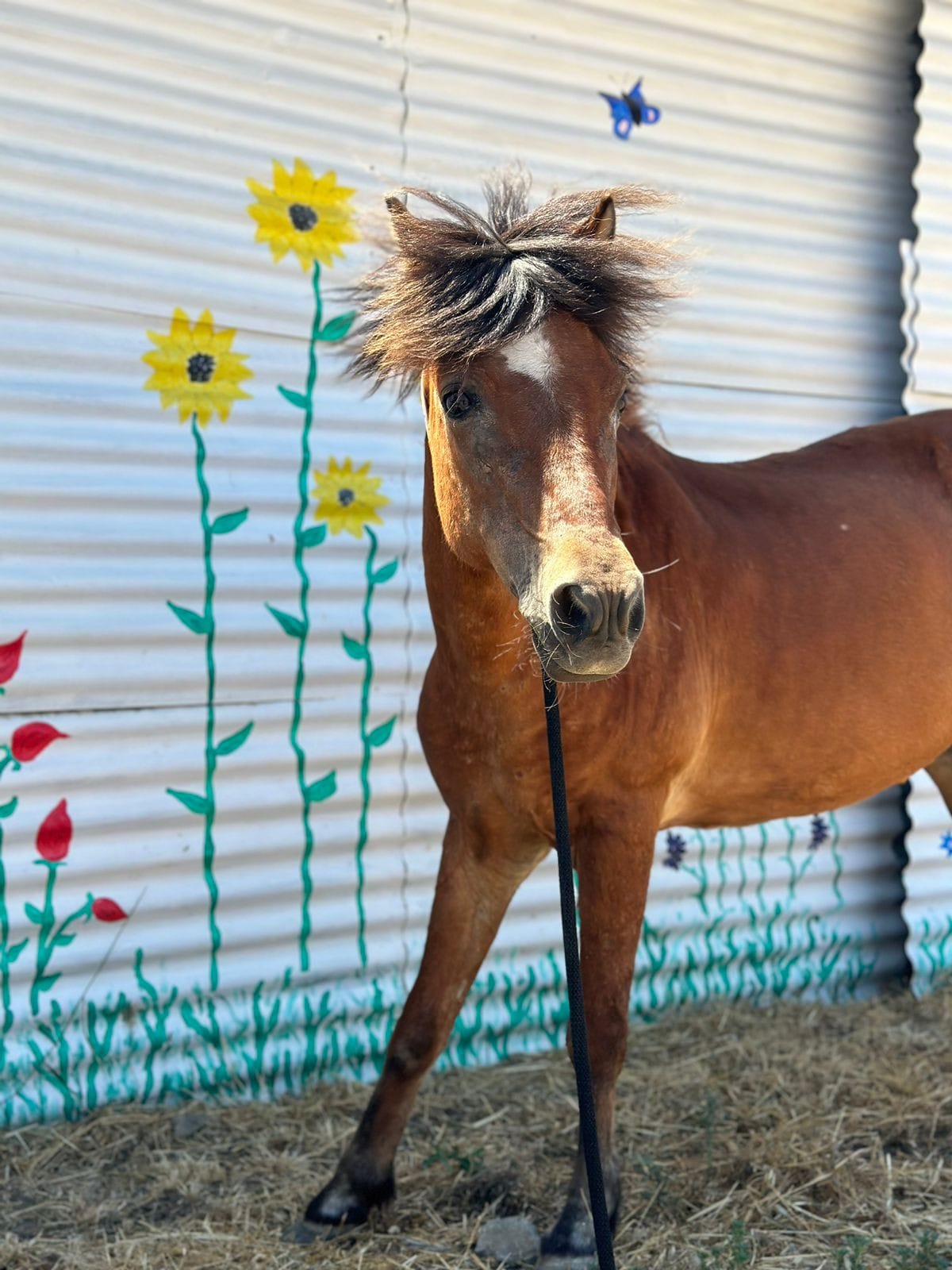 kardamenahorseriding ourr horses pandora image