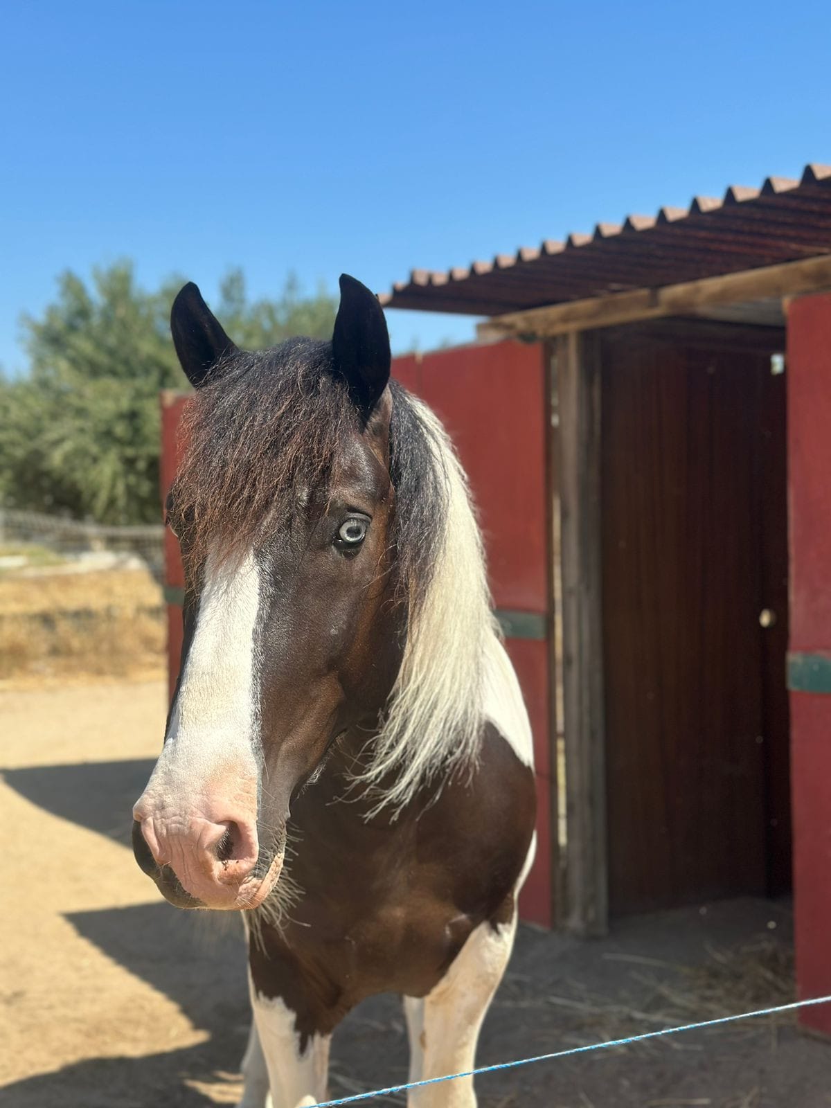 kardamenaorseriding-our-horses-aris-image